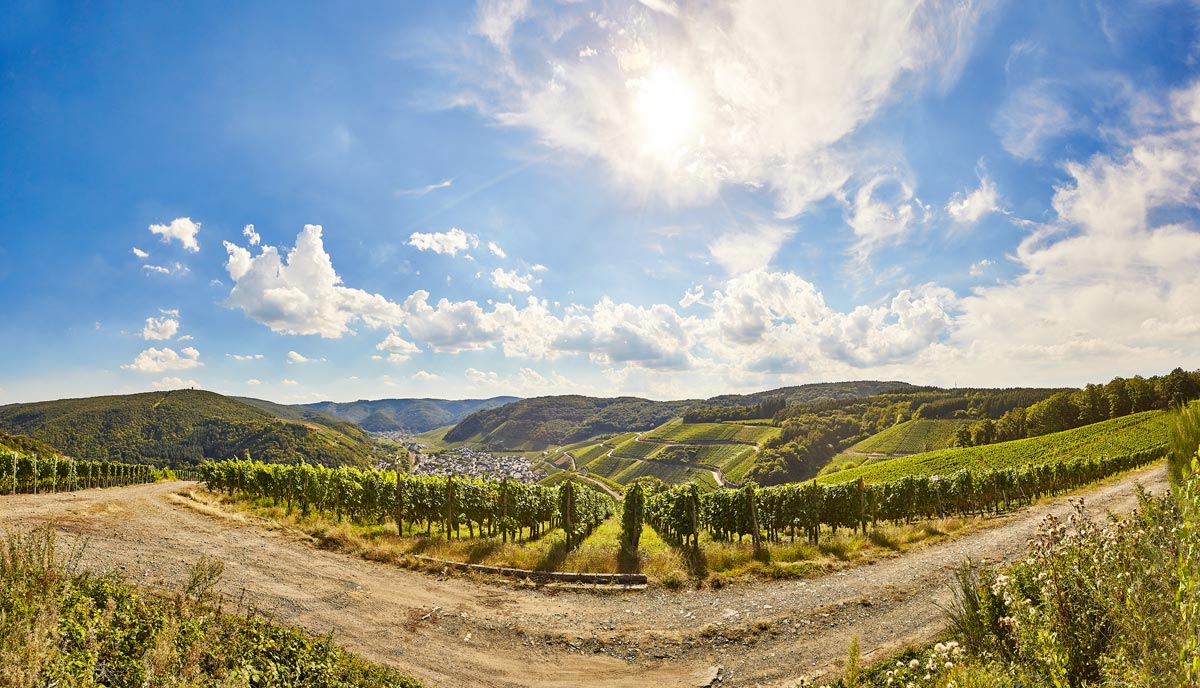WeinbergBLick-aufRech