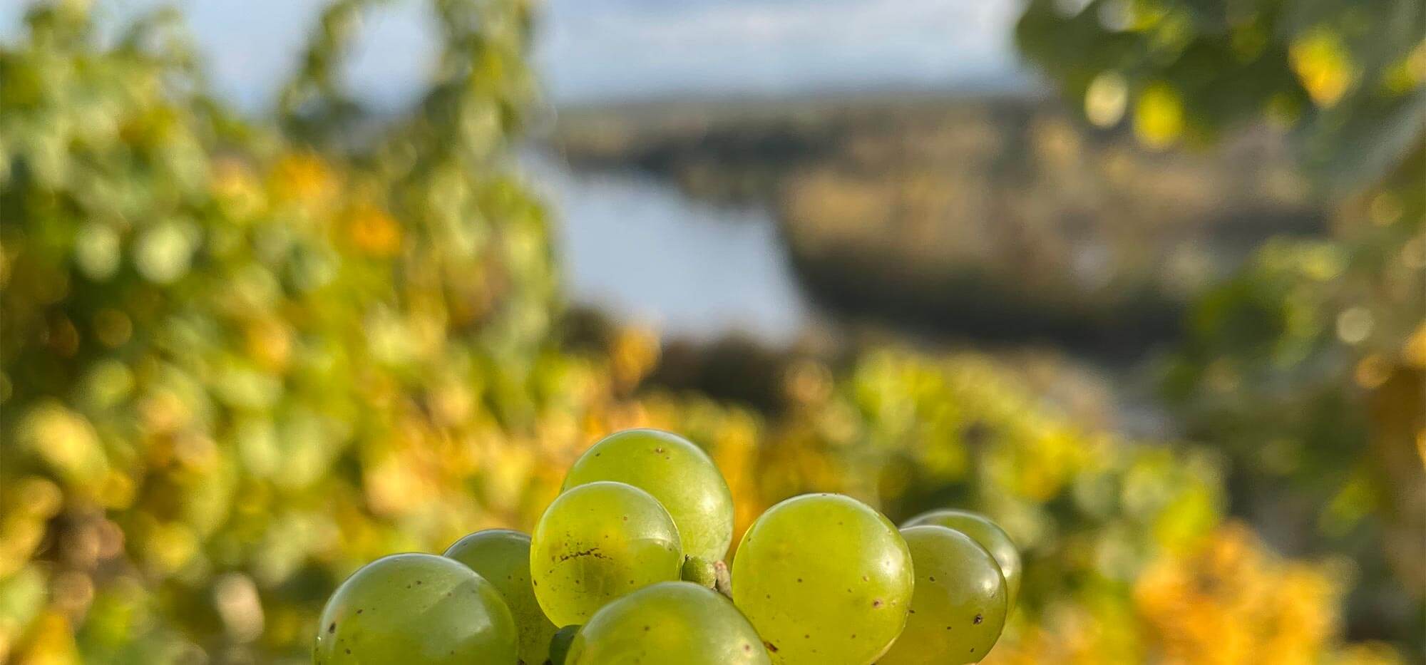 Gemischte Sätze
